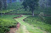 Lazy evening walk through the tea plantations: by ram_adventure, Views[540]