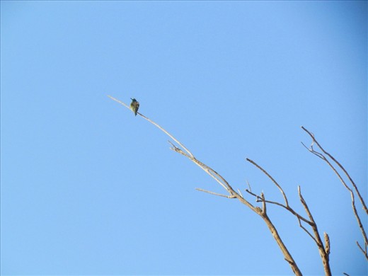 A few minutes’ drive from the desert jaunt scene, I saw this lone bird perched on this lone tree. It was winter, and the trees, very few and far between, were all denuded of their leaves. What a precarious life the bird must be living!