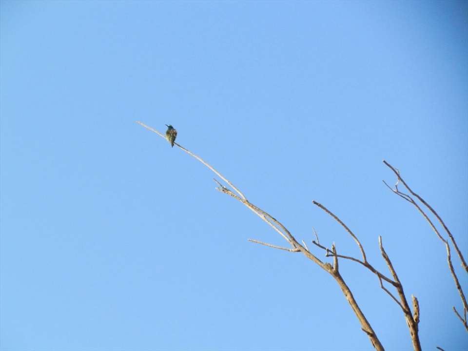 A few minutes’ drive from the desert jaunt scene, I saw this lone bird perched on this lone tree. It was winter, and the trees, very few and far between, were all denuded of their leaves. What a precarious life the bird must be living!