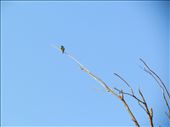 A few minutes’ drive from the desert jaunt scene, I saw this lone bird perched on this lone tree. It was winter, and the trees, very few and far between, were all denuded of their leaves. What a precarious life the bird must be living!: by ramipix, Views[341]