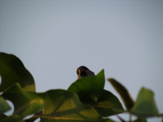 Same place in Riyadh. With all the lush greenery around, this bird must be living in the lap of luxury, a far cry from the lone bird on the lone tree.