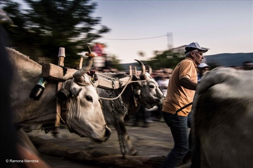 Herdsman descends to the valley