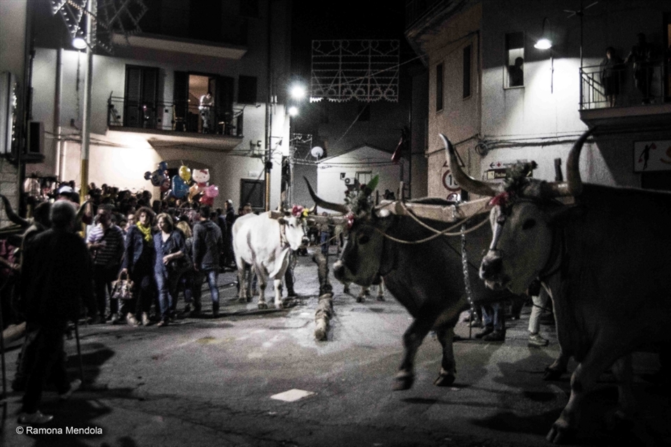 Oxen arrive in the village. The rite goes on all over the night.