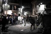 Oxen arrive in the village. The rite goes on all over the night.: by ramonamendola, Views[283]