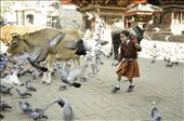 Without access to modern technology, Nepalese children still find joy in simpler pastimes such as chasing pidgeons in the local durbar square after school.: by ramonf, Views[469]