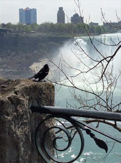 A beautifully photogenic bird