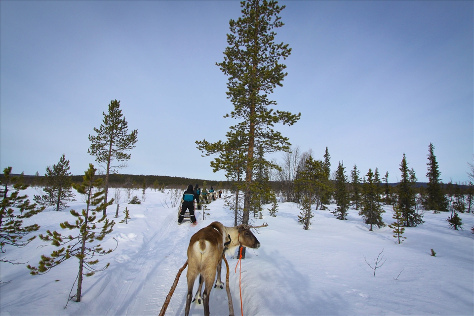 A taste of sapmi traditional way of transportation