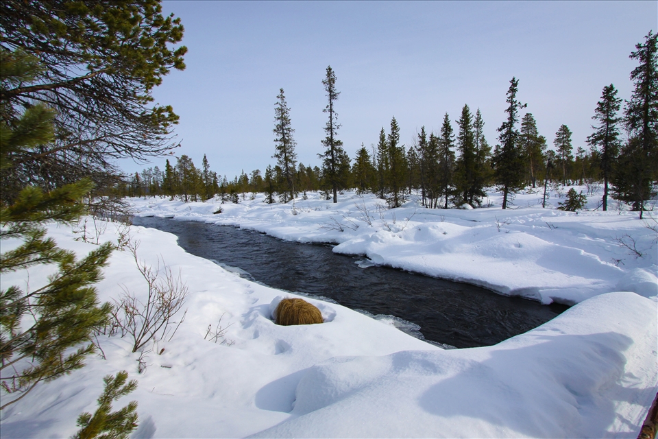 On a reindeer sled, cannot take my eyes of the landscape