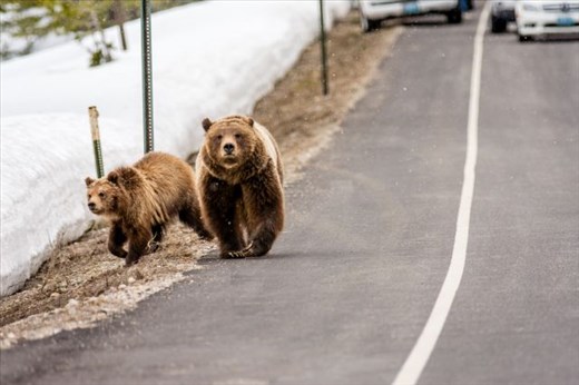 Scenes like this, where famous Grizzly Bear 399, walks her cubs directly up the roadside in Grand Teton National Park, WY while humans stand around watching as if all things are normal, are becoming way too common. Are we loving our wildlife to death? 