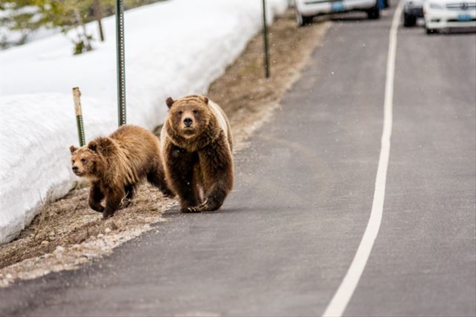 Scenes like this, where famous Grizzly Bear 399, walks her cubs directly up the roadside in Grand Teton National Park, WY while humans stand around watching as if all things are normal, are becoming way too common. Are we loving our wildlife to death? 