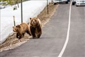 Scenes like this, where famous Grizzly Bear 399, walks her cubs directly up the roadside in Grand Teton National Park, WY while humans stand around watching as if all things are normal, are becoming way too common. Are we loving our wildlife to death? : by rangerbobbie, Views[736]