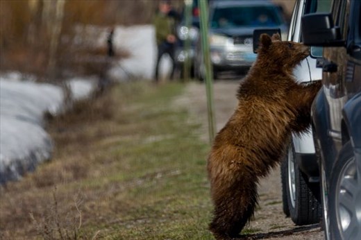 As the cubs get more and more accustomed to humans over time, they get more and more courageous in their pursuit of easy food sources and begin to get themselves in trouble. 
