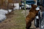 As the cubs get more and more accustomed to humans over time, they get more and more courageous in their pursuit of easy food sources and begin to get themselves in trouble. : by rangerbobbie, Views[718]