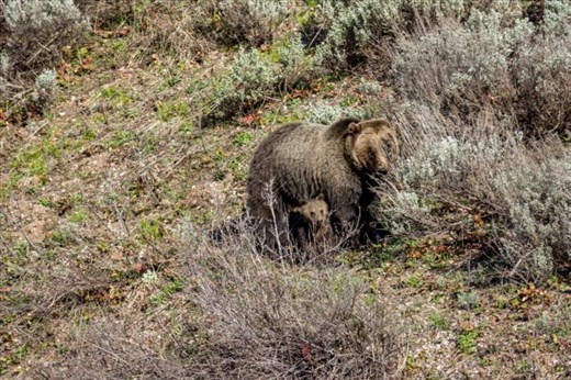 Grizzly 399’s adult cub Grizzly 610 gave birth to her second set of cubs over the winter of 2013/2014. She already lost one to natural causes, when she appeared with this COY. A couple of days later, as tourists and photographers were crowding them along the roadside to the point of panic, she chased her cub up a tree, and then later abandoned it, allowing it to perish. 