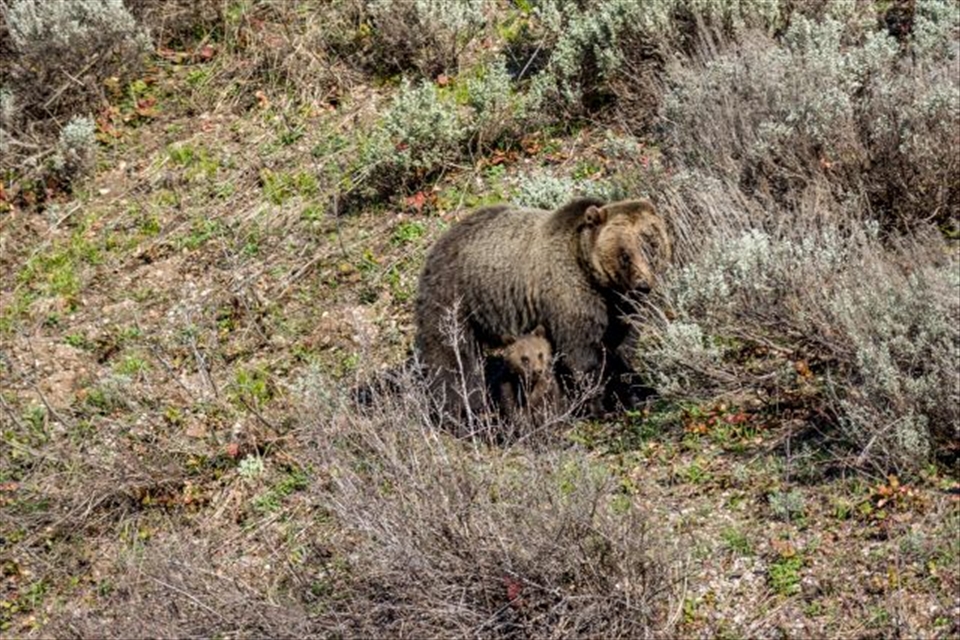 Grizzly 399’s adult cub Grizzly 610 gave birth to her second set of cubs over the winter of 2013/2014. She already lost one to natural causes, when she appeared with this COY. A couple of days later, as tourists and photographers were crowding them along the roadside to the point of panic, she chased her cub up a tree, and then later abandoned it, allowing it to perish. 