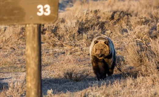 Grizzly 760 followed in his Mom’s footsteps and chose to forage along the roadsides in the park, until he got himself trapped and relocated within the state. A few weeks later, he was put down by Wyoming Game & Fish after supposedly feasting on a hunter’s kill that hadn’t been properly hung. 