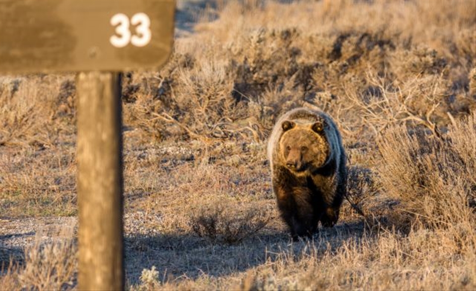 Grizzly 760 followed in his Mom’s footsteps and chose to forage along the roadsides in the park, until he got himself trapped and relocated within the state. A few weeks later, he was put down by Wyoming Game & Fish after supposedly feasting on a hunter’s kill that hadn’t been properly hung. 