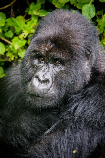 There are about 800 Mountain Gorillas left in the world, all of which reside in DRC, Rwanda and Uganda. Many are found amongst the imposing cloud-covered slopes of dormant volcanoes. 