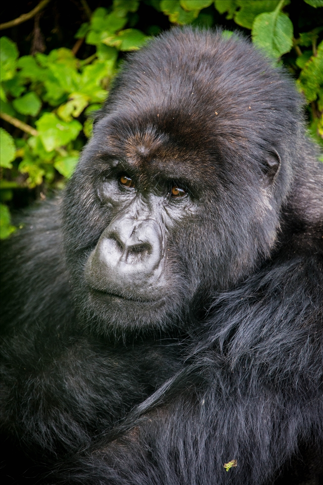 There are about 800 Mountain Gorillas left in the world, all of which reside in DRC, Rwanda and Uganda. Many are found amongst the imposing cloud-covered slopes of dormant volcanoes. 