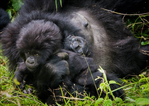 Recently a UK oil company, Soco International, has begun prospecting for oil in Virunga. Discovery of oil in the region will undoubtedly have negative consequences for the survival of the mountain gorillas. Soco’s own environmental assessment report describes a likely increase in pollution, habitat damage and poaching to Virunga.