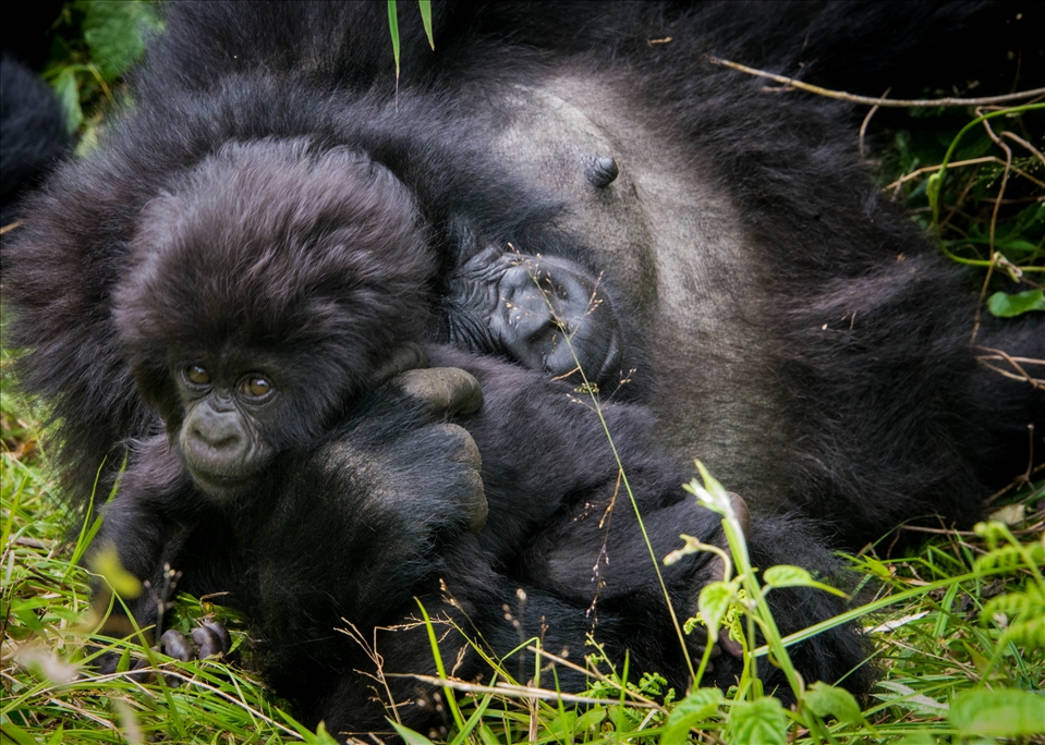 Recently a UK oil company, Soco International, has begun prospecting for oil in Virunga. Discovery of oil in the region will undoubtedly have negative consequences for the survival of the mountain gorillas. Soco’s own environmental assessment report describes a likely increase in pollution, habitat damage and poaching to Virunga.