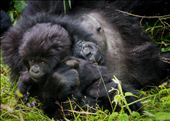 Recently a UK oil company, Soco International, has begun prospecting for oil in Virunga. Discovery of oil in the region will undoubtedly have negative consequences for the survival of the mountain gorillas. Soco’s own environmental assessment report describes a likely increase in pollution, habitat damage and poaching to Virunga.: by rani, Views[471]