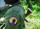 Rangers patrol the park to protect the critically endangered gorillas. Despite having increased in population over the past years, many threats are still found in the lush forests of Virunga, ranging from rebel groups, local charcoal producers and both subsistence and commercial poachers who trade live gorillas. More than 140 Virunga rangers have lost their lives while protecting the park since the beginning of the war in 1996. : by rani, Views[338]