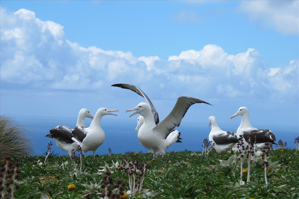 After incubation starts in late December young Southern Royal Albatrosses gather in gams on the windy ridges of Campbell Island to dance and sing.  It is not until around age 9 that they will find a mate and begin the process of learning to raise a chick. 