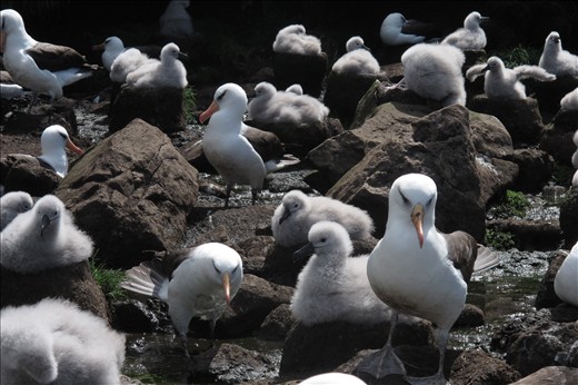 Endemic Campbell albatross chicks glisten in the mid-summer sun as they sit atop their mud pedestals waiting for their parents to return from foraging trips out over the Campbell Plateau.  Only 3 months more before the chicks will test out their own wings as the summer draws to a close.  