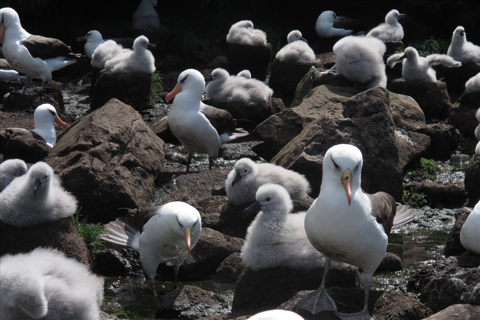 Endemic Campbell albatross chicks glisten in the mid-summer sun as they sit atop their mud pedestals waiting for their parents to return from foraging trips out over the Campbell Plateau.  Only 3 months more before the chicks will test out their own wings as the summer draws to a close.  