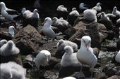 Endemic Campbell albatross chicks glisten in the mid-summer sun as they sit atop their mud pedestals waiting for their parents to return from foraging trips out over the Campbell Plateau.  Only 3 months more before the chicks will test out their own wings as the summer draws to a close.  : by raorben, Views[621]