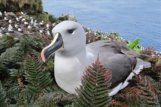 The curious dark brown eyes of a Grey-headed albatross great me on my way to check on our study birds.  This bird is likely still too young to breed and is visiting the colony in search of a nesting territory and a mate.  