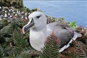 The curious dark brown eyes of a Grey-headed albatross great me on my way to check on our study birds.  This bird is likely still too young to breed and is visiting the colony in search of a nesting territory and a mate.  : by raorben, Views[728]