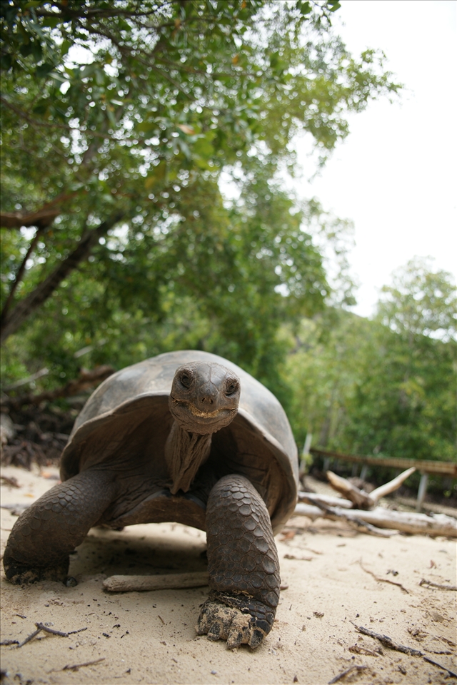 The Aldabra giant tortoises - conserved here as they are exclusive to Seychelles