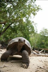 The Aldabra giant tortoises - conserved here as they are exclusive to Seychelles: by raoulpinto, Views[623]