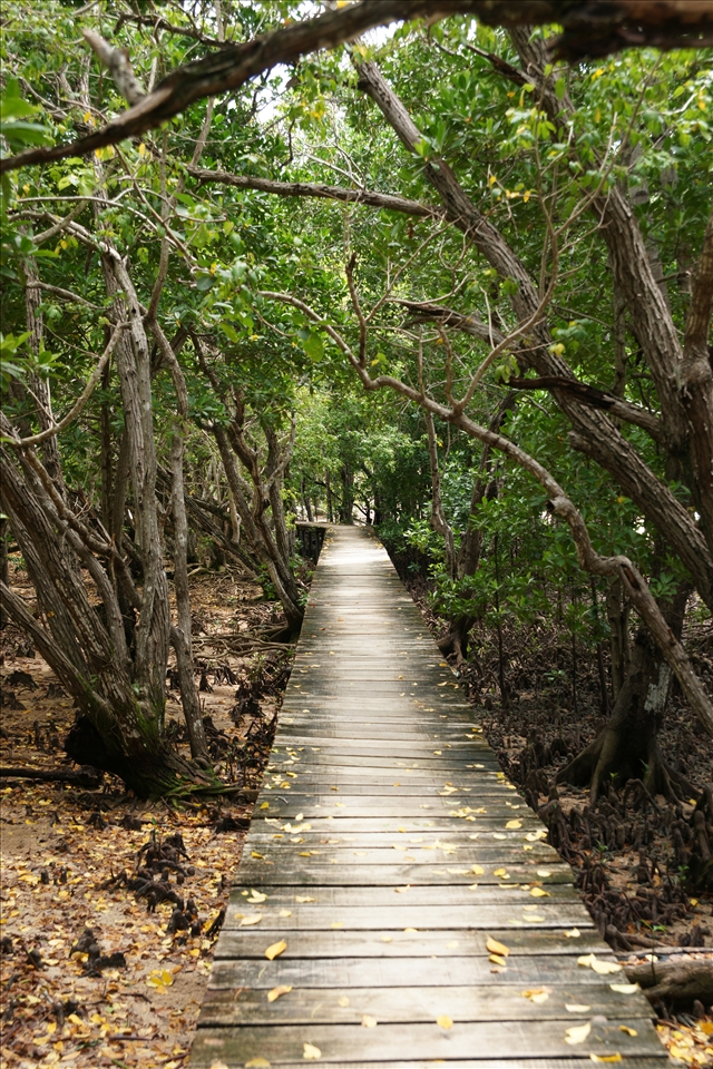 A pathway through the Curieuse Marine National Park to experience the wildlife