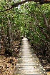 A pathway through the Curieuse Marine National Park to experience the wildlife: by raoulpinto, Views[1165]