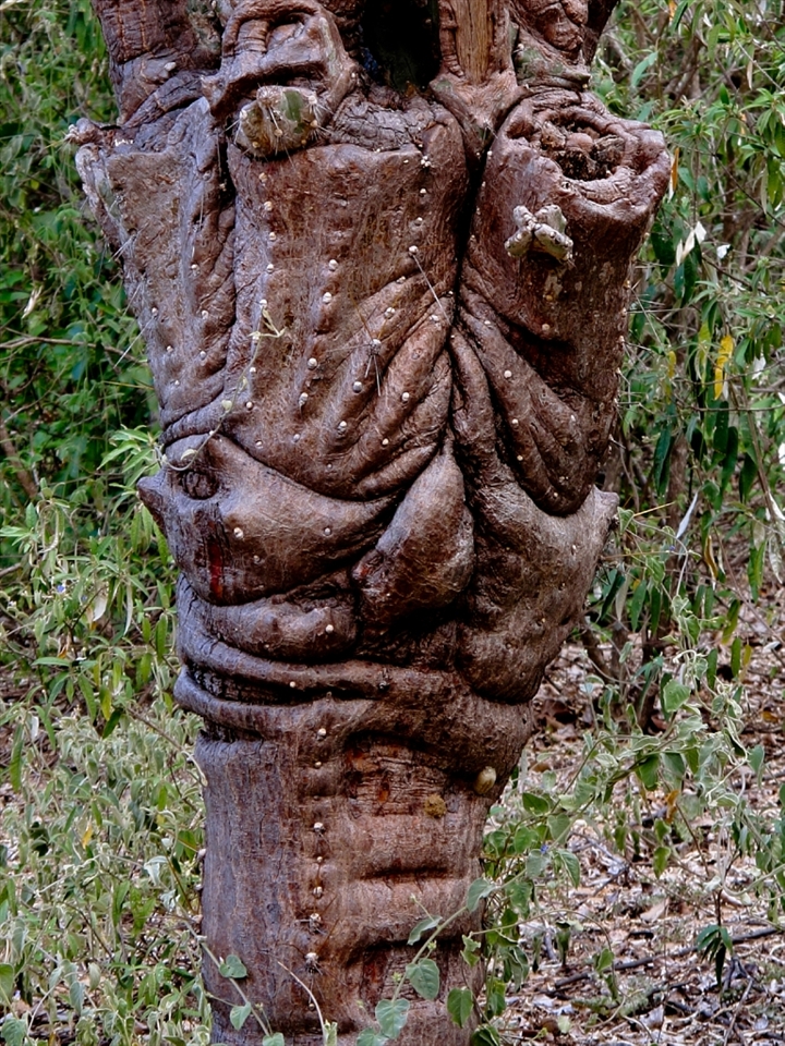 Cactuses o different kinds are the main vegetation at Raso da Catarina and are important characters of the place.