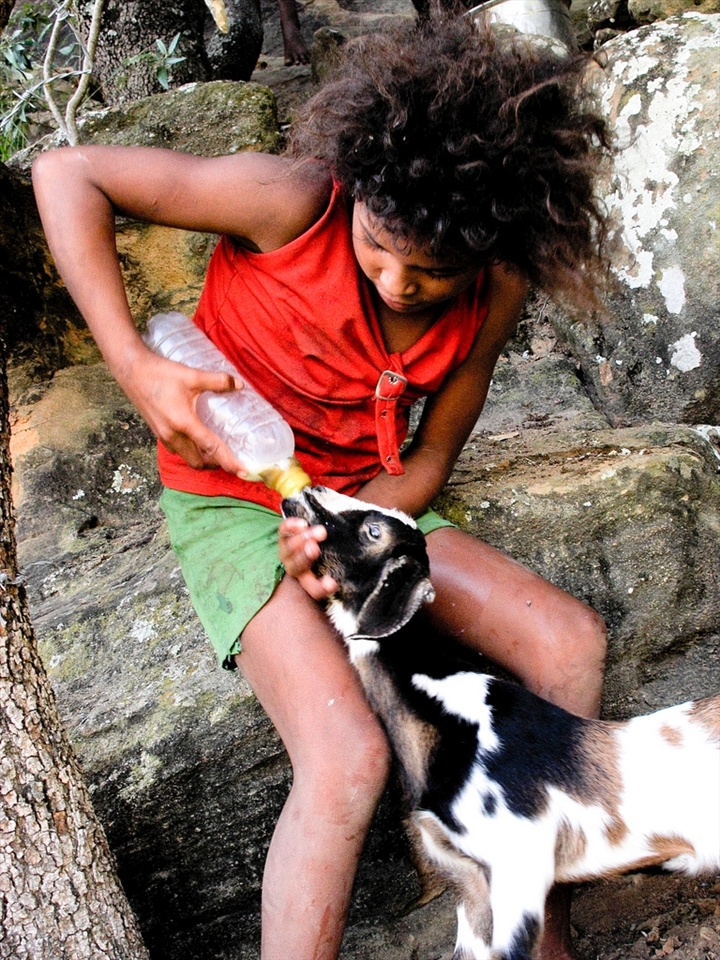 A goat that lived in the area has just been killed by another animal. Her babies are now fed by one of Binho's daughter, who brings milk every morning.