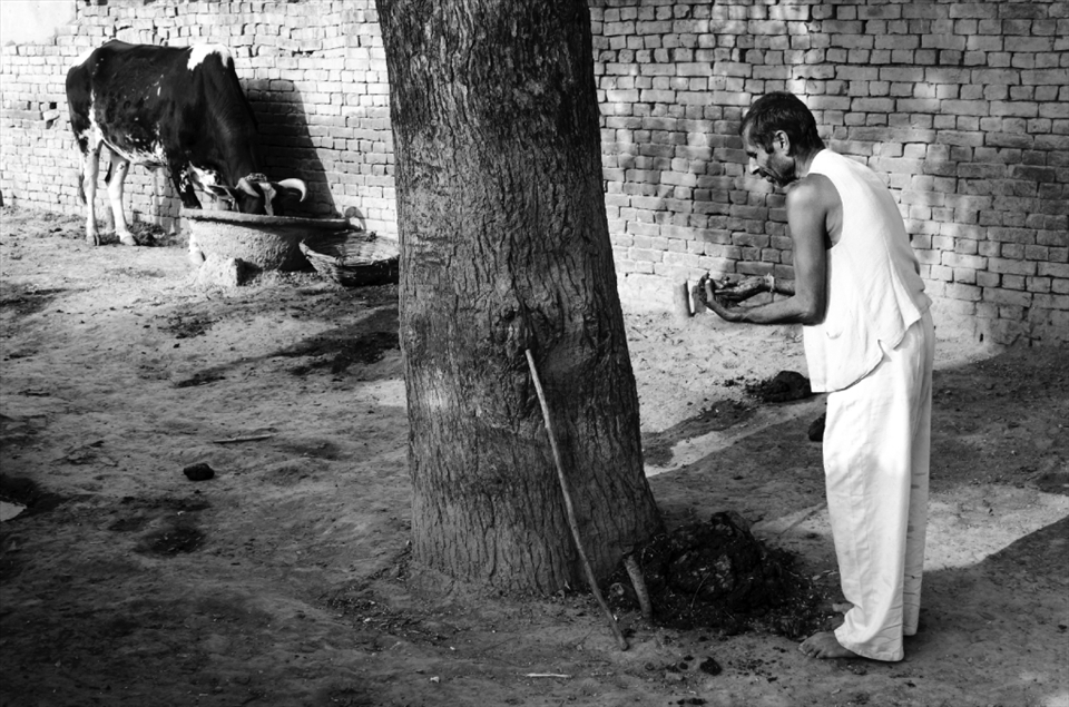 A cycle of life. Nuturing cow with the food and and cleaning her place. The farmer tranfered her cowdung to another the place of its utility i.e. around tree. A moment of life.