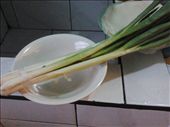 scallions: by ratrichibi, Views[290]
