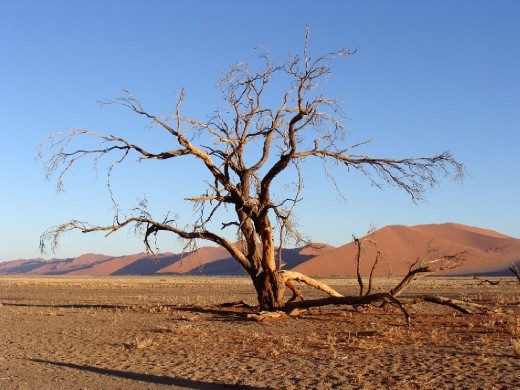 Inside this Namibian national park you can find dramatic dead trees like this, which shows their beauty even after death.