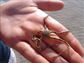 Marvelous brittle star, my marine heart loves all marine creatures: by ravennmiranda, Views[256]