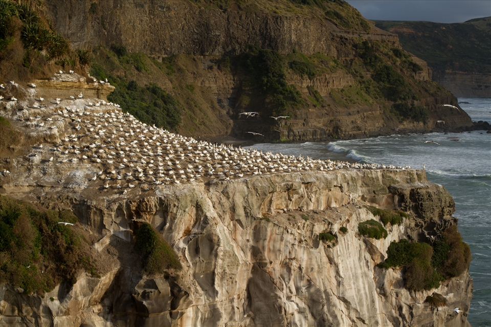 Muriwai, situated 40 minutes west of Auckland, is a popular summer destination for Aucklanders. It is a prime example of the rugged western coastline of New Zealand’s North Island. 