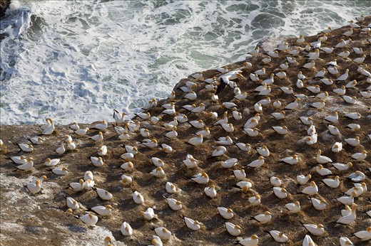 Perched above the waters of the Tasman Sea, the cliffs of Otakamiro Point are home to a colony of gannets. Gannets dive deep into the waters to feed on fish making this is a prime location.