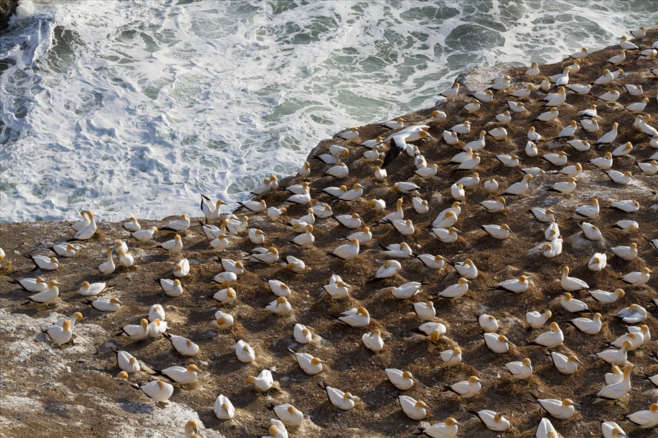 Perched above the waters of the Tasman Sea, the cliffs of Otakamiro Point are home to a colony of gannets. Gannets dive deep into the waters to feed on fish making this is a prime location.