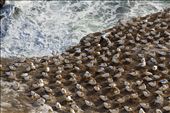 Perched above the waters of the Tasman Sea, the cliffs of Otakamiro Point are home to a colony of gannets. Gannets dive deep into the waters to feed on fish making this is a prime location.: by rb_photo, Views[898]