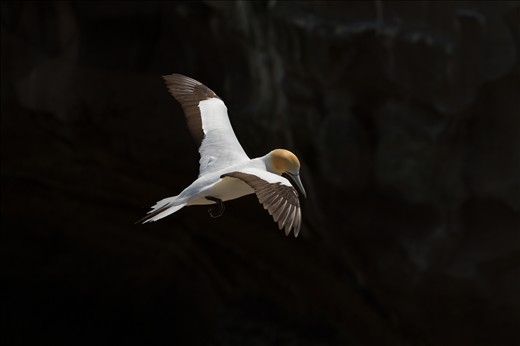 A gannet’s landing approach, scanning the cliff surface searching for an opportunity to land.