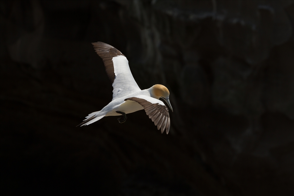 A gannet’s landing approach, scanning the cliff surface searching for an opportunity to land.