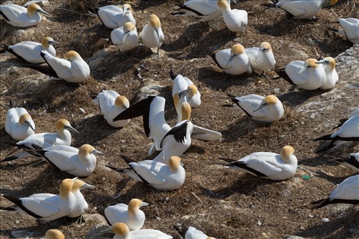The gannet colony at Muriwai can be described as crowded at the best of times, the courtship rituals of a pair of gannets does not go unnoticed.